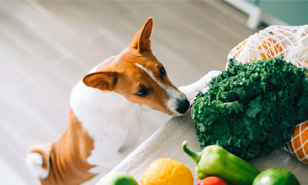 Bone Appétit! 10 Human Foods Your Dog Can Have